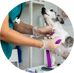 Urgencias 24h - clínica veterinaria en Orihuela y Bigastro