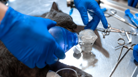 cirugía veterinaria en Orihuela y Bigastro