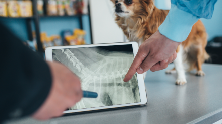 servicios veterinarios análisis y diagnóstico en Orihuela y Bigastro