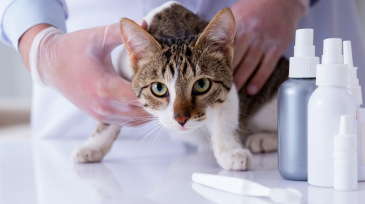 desparasitaciones en Orihuela y Bigastro