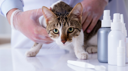 desparasitaciones en Orihuela y Bigastro