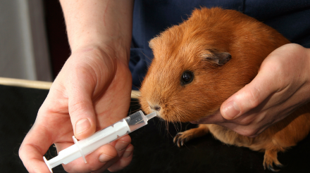 Alimentación en Orihuela y Bigastro