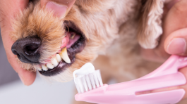 servicios veterinarios odontología en Orihuela y Bigastro