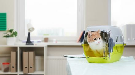 servicios veterinarios asesoría para viajes en Orihuela y Bigastro