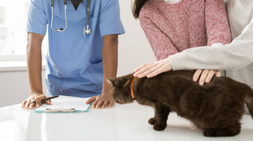 servicios veterinarios medicina general en Orihuela y Bigastro