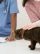 servicios veterinarios medicina general en Orihuela y Bigastro