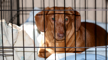 servicios veterinarios - pide tu cita - clínica veterinaria en Orihuela y Bigastro