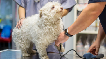 servicios veterinarios biomarcadores clínica en Orihuela y Bigastro