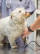 servicios veterinarios biomarcadores clínica en Orihuela y Bigastro