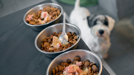 tienda especializada en animales en Orihuela y Bigastro