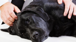 servicios veterinarios sedación y anestesia en Orihuela y Bigastro