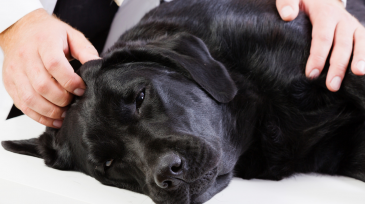 servicios veterinarios sedación y anestesia en Orihuela y Bigastro