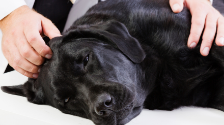 servicios veterinarios sedación y anestesia en Orihuela y Bigastro