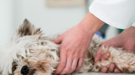 servicios veterinarios urgencias en Orihuela y Bigastro