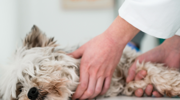 servicios veterinarios urgencias en Orihuela y Bigastro