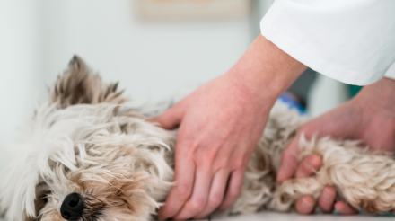 servicios veterinarios urgencias en Orihuela y Bigastro