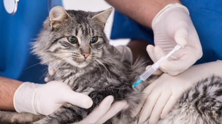 servicios veterinarios vacunas en Orihuela y Bigastro