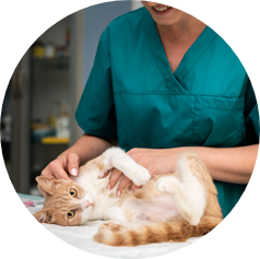 gatos-urgencias-antiparasitarios-clinica-uci-operación