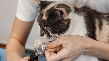 peluquería canina y felina en Bigastro y en orihuela