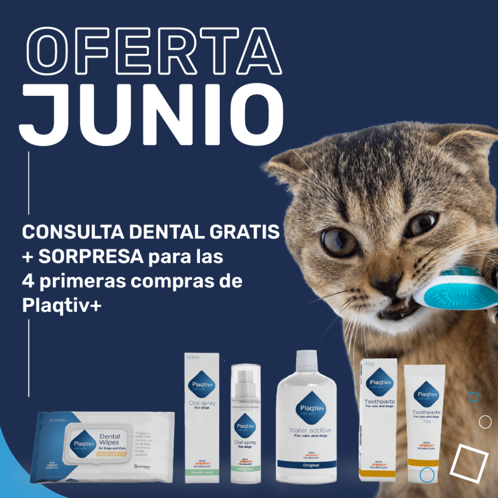oferta junio higiene dental mascotas clinic