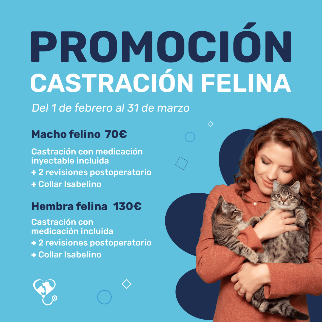 castracion felina mascotas clinic promocion orihuela bigastro