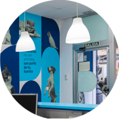 Mostrador de atención al cliente en nuestros centros veterinarios en Orihuela y Bigastro.