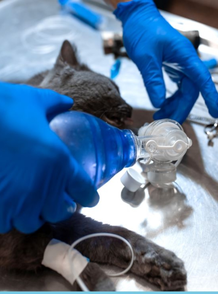 Servicios de cirugía veterinaria avanzada en nuestros centros de Orihuela y Bigastro.