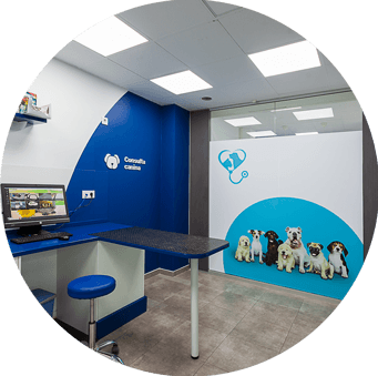 Consulta de medicina interna y diagnóstico en Mascotas Clinic Orihuela, calle Obispo Rocamora.