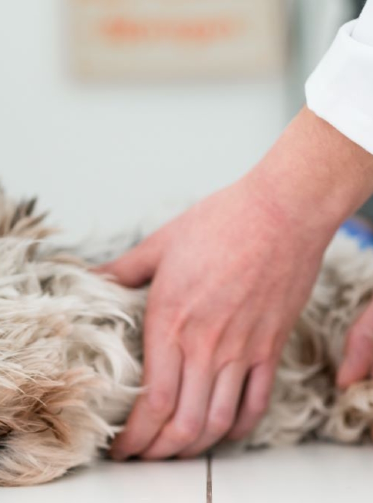 Atención de urgencias veterinarias telefónicas en Orihuela y Bigastro.