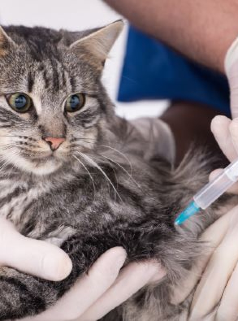 Servicios veterinarios de vacunación para gatos en Orihuela y Bigastro.