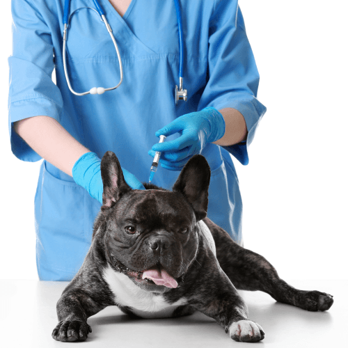 Black Friday en mascotas clinic. Vacuna leishamania